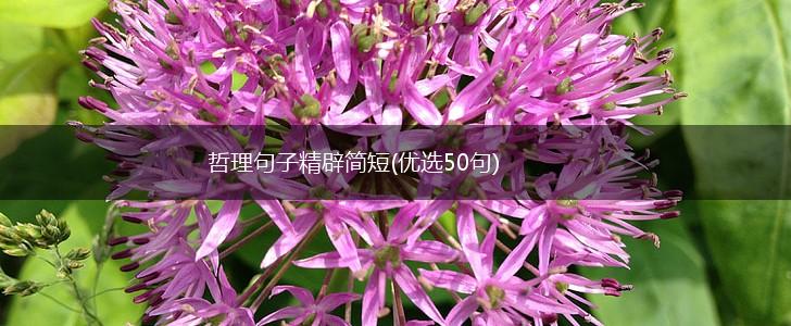 哲理句子精辟简短(优选50句),第1张