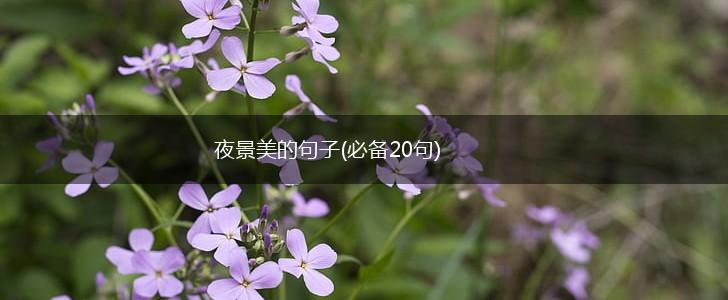 夜景美的句子(必备20句),第1张