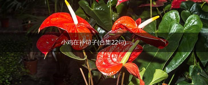 小鸡在补句子(合集22句),第1张