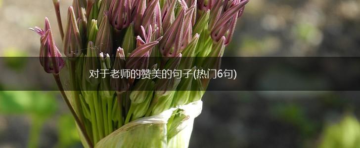 对于老师的赞美的句子(热门6句),第1张