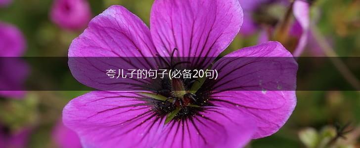 夸儿子的句子(必备20句),第1张