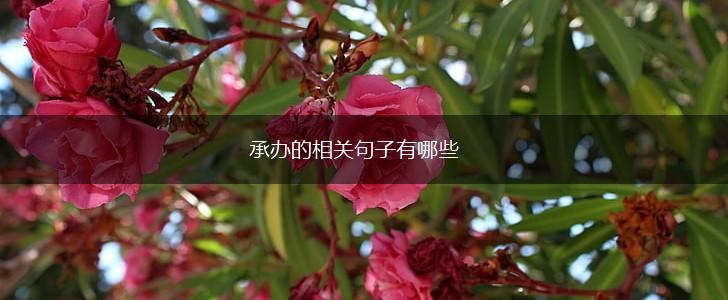 承办的相关句子有哪些,第1张