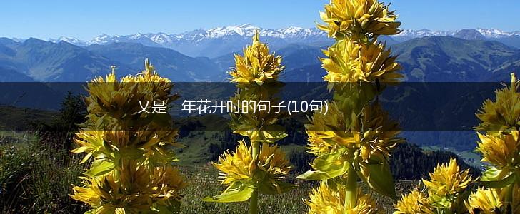 又是一年花开时的句子(10句),第1张