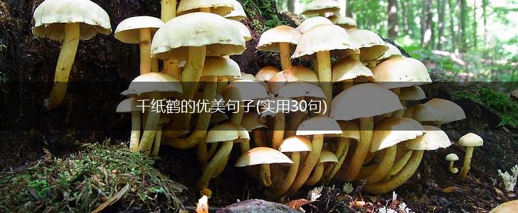 千纸鹤的优美句子(实用30句),第1张