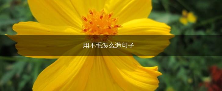 用不毛怎么造句子,第1张