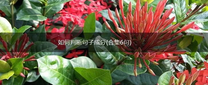 如何判断句子成分(合集6句),第1张
