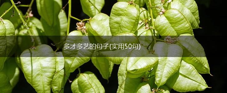 多才多艺的句子(实用50句),第1张