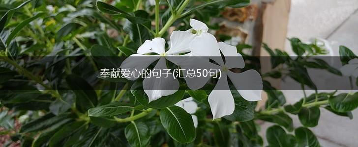 奉献爱心的句子(汇总50句),第1张