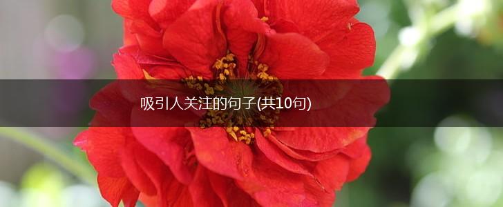 吸引人关注的句子(共10句),第1张