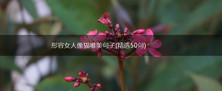 形容女人像猫唯美句子(精选50句),第1张