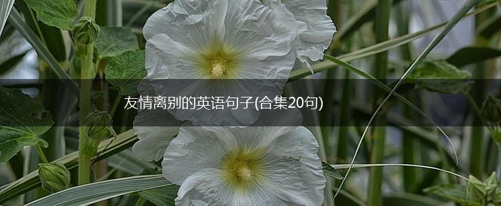 友情离别的英语句子(合集20句),第1张