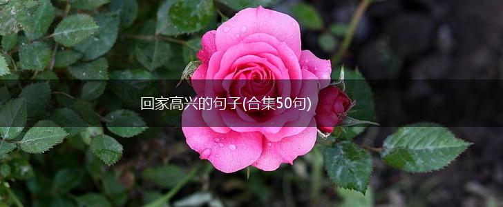 回家高兴的句子(合集50句),第1张