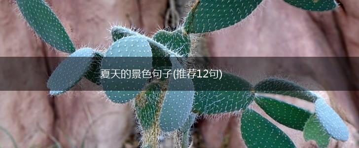 夏天的景色句子(推荐12句),第1张
