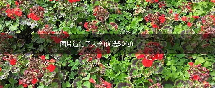 图片造句子大全(优选50句),第1张