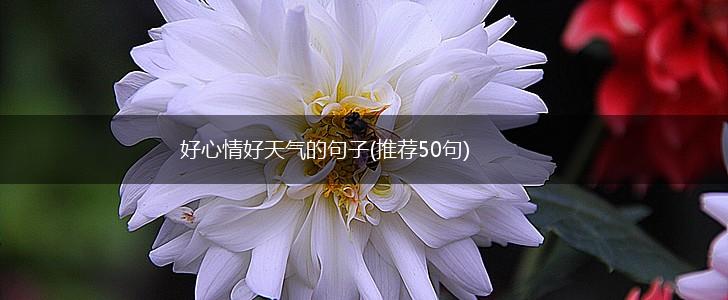 好心情好天气的句子(推荐50句),第1张