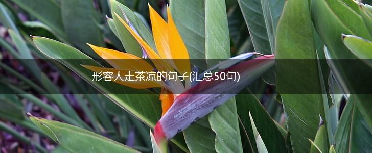 形容人走茶凉的句子(汇总50句),第1张