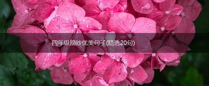 四年级摘抄优美句子(精选20句),第1张