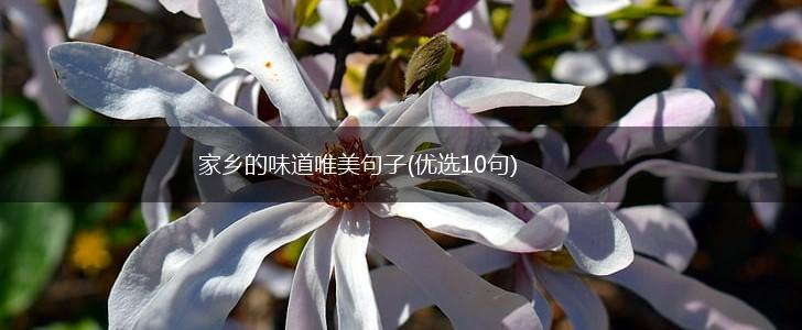 家乡的味道唯美句子(优选10句),第1张