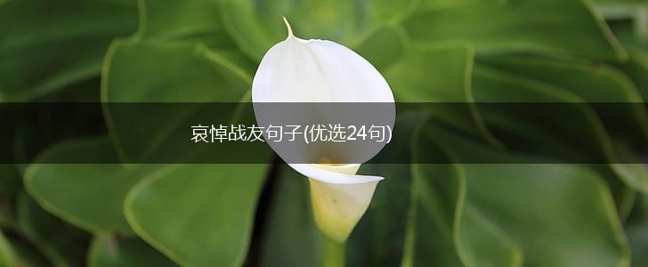 哀悼战友句子(优选24句),第1张
