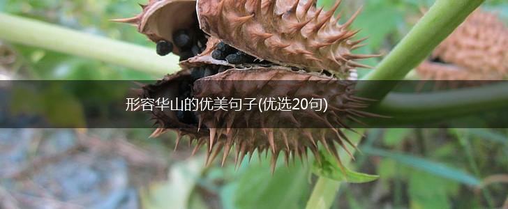 形容华山的优美句子(优选20句),第1张