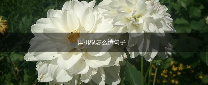 用机缘怎么造句子,第1张 用机缘怎么造句子,第1张