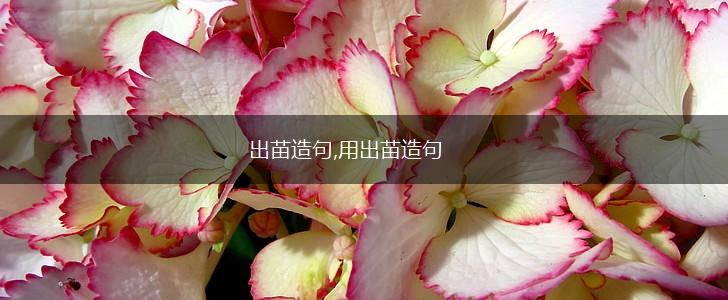 出苗造句,用出苗造句,第1张