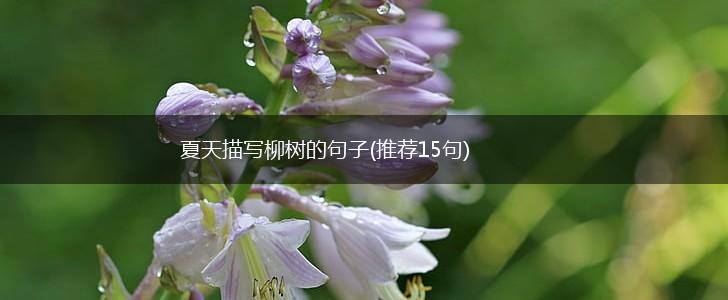 夏天描写柳树的句子(推荐15句),第1张