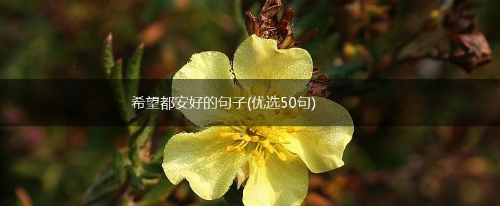 希望都安好的句子(优选50句),第1张