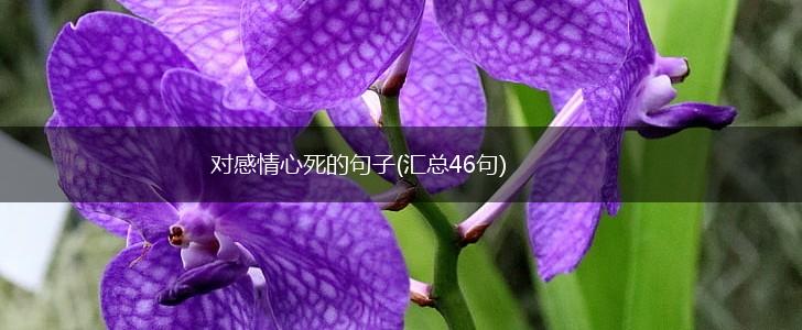 对感情心死的句子(汇总46句),第1张