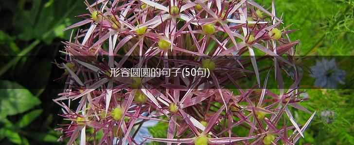 形容圆圆的句子(50句),第1张