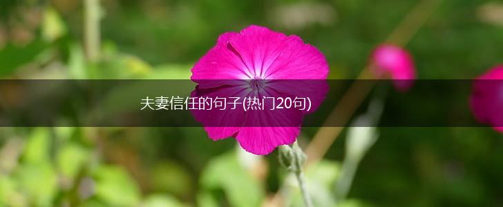 夫妻信任的句子(热门20句),第1张