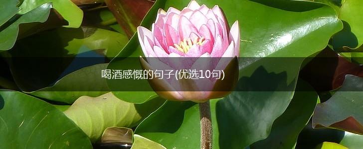 喝酒感慨的句子(优选10句),第1张