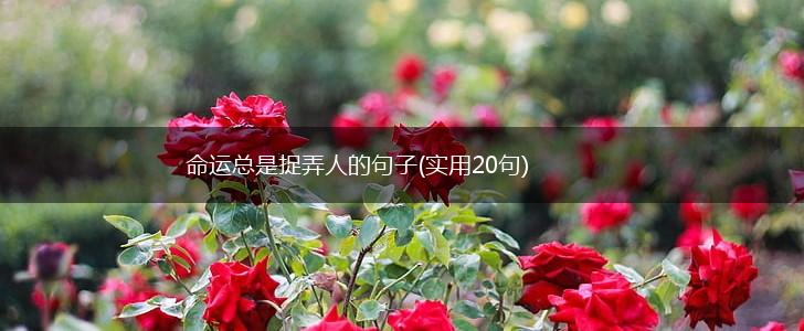 命运总是捉弄人的句子(实用20句),第1张