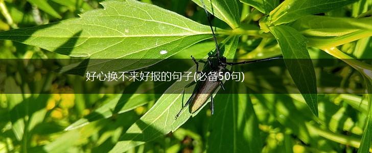 好心换不来好报的句子(必备50句),第1张
