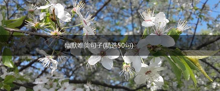 幽默唯美句子(精选50句),第1张
