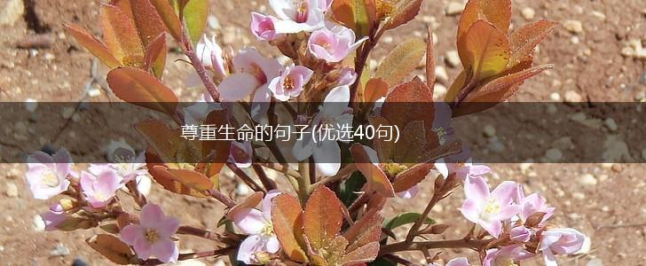 尊重生命的句子(优选40句),第1张