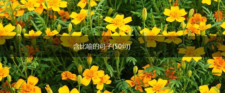 含比喻的句子(50句),第1张
