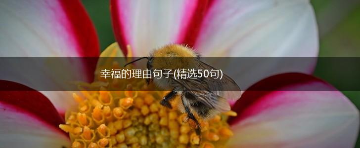 幸福的理由句子(精选50句),第1张
