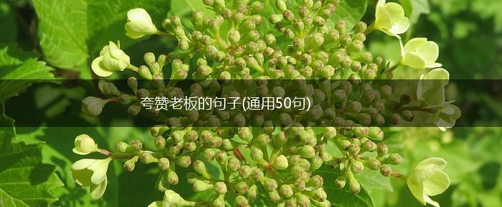 夸赞老板的句子(通用50句),第1张