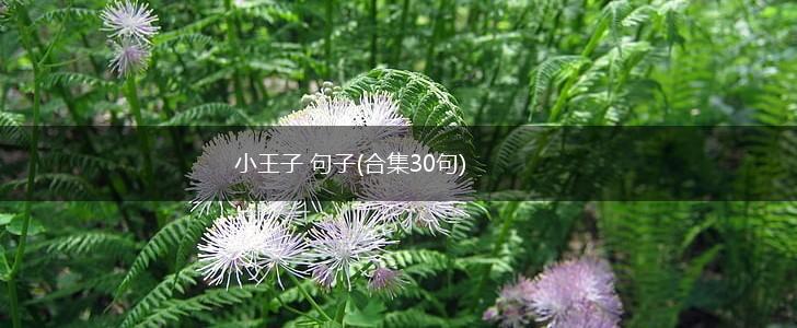 小王子 句子(合集30句),第1张