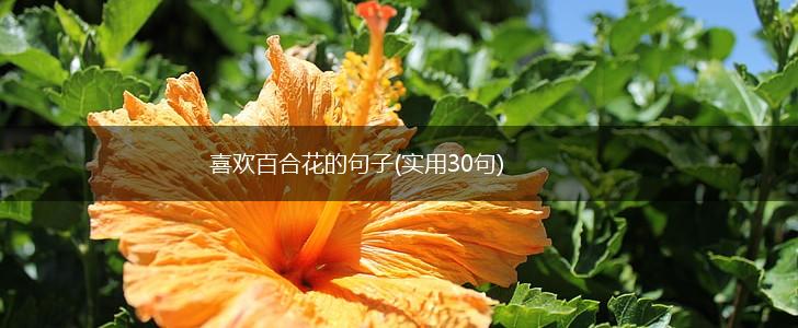 喜欢百合花的句子(实用30句),第1张