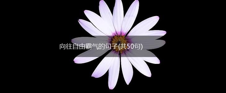 向往自由霸气的句子(共50句),第1张