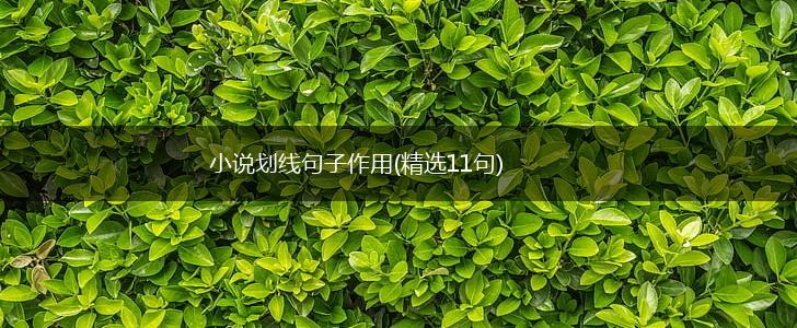 小说划线句子作用(精选11句),第1张