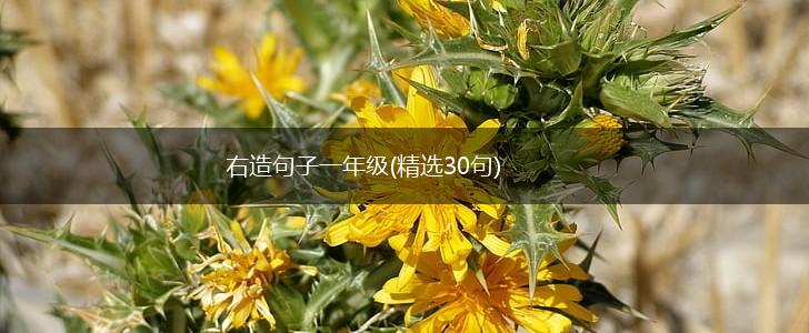 右造句子一年级(精选30句),第1张