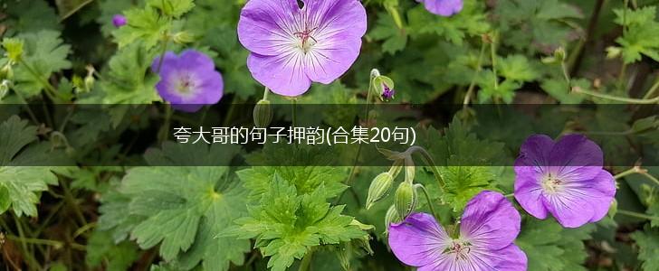 夸大哥的句子押韵(合集20句),第1张