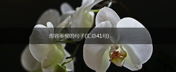 形容垂柳的句子(汇总41句),第1张