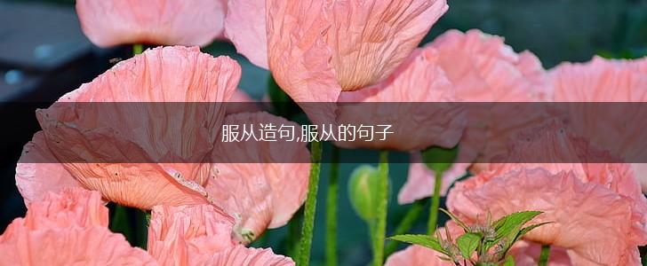 服从造句,服从的句子,第1张