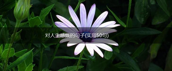 对人生感慨的句子(实用50句),第1张