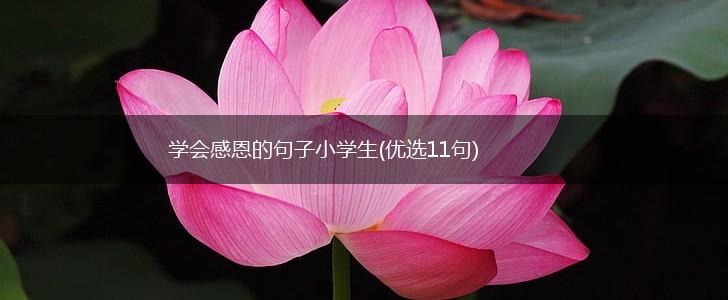 学会感恩的句子小学生(优选11句),第1张