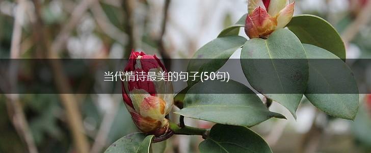 当代情诗最美的句子(50句),第1张